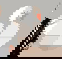 Classics Unwrapped 3 Animals - Accommodation Brisbane