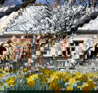 Daffodils at Rydal - Accommodation Brisbane
