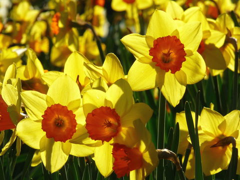 Daffodils At Rydal - Accommodation Brisbane 1