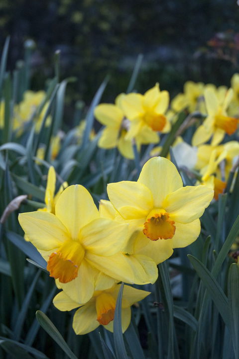 Daffodils At Rydal - Accommodation Brisbane 2