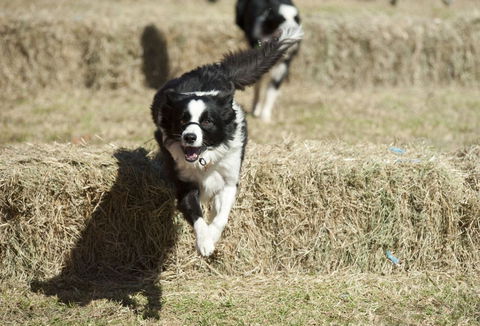Great Nundle Dog Race - Accommodation Brisbane 0