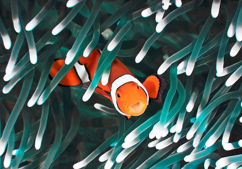 Great Barrier Reef Masters Games - Accommodation Brisbane 1