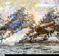 Gundagai Rodeo - Accommodation Brisbane