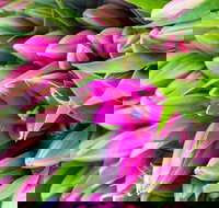 Harvest Launceston Community Farmers' Market - Accommodation Brisbane