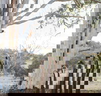 Sculptures in the Garden - Accommodation Brisbane