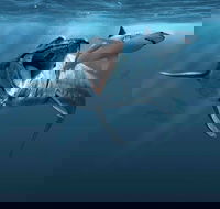Sea Monsters - Prehistoric Ocean Predators - Accommodation Brisbane