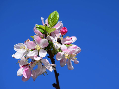 Spring Time At Hunter Valley Gardens - Accommodation Brisbane 0