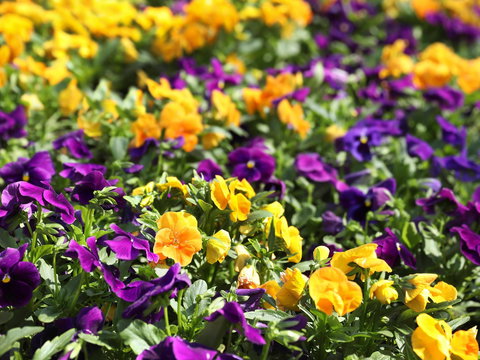 Spring Time At Hunter Valley Gardens - Accommodation Brisbane 2