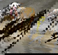 Twilight Greyhound Racing - Accommodation Brisbane