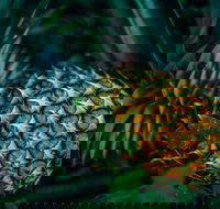 Yeppoon Community Market - Accommodation Brisbane