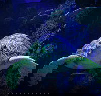 Sydney's Aquarium - Accommodation Brisbane