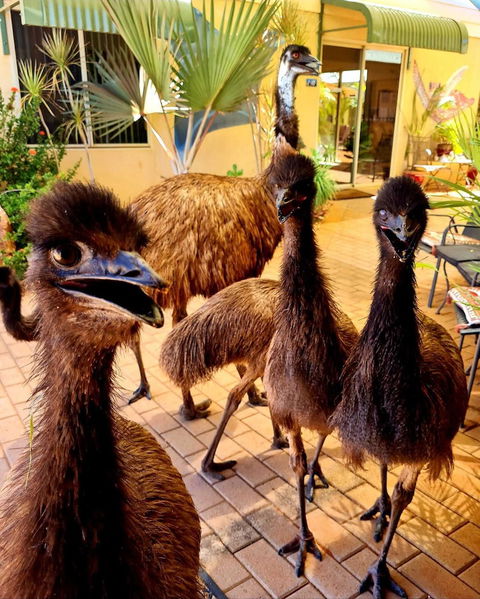 Ningaloo Lodge Exmouth - Accommodation Brisbane 5
