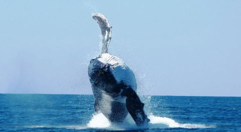 Ningaloo Lodge Exmouth - Accommodation Brisbane 4