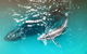 Ningaloo Lodge Exmouth - thumb 0