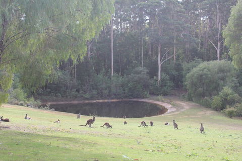 Marima Cottages - Accommodation Brisbane 7