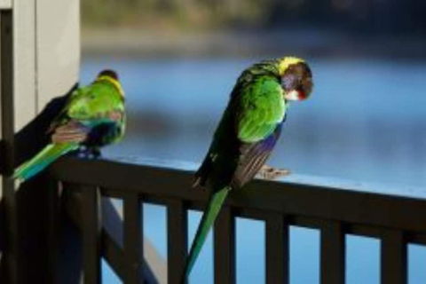 RAC Karri Valley Resort - Accommodation Brisbane 3