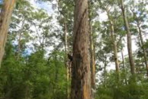 RAC Karri Valley Resort - Accommodation Brisbane 1