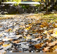 Cradle Forest Inn - Accommodation Brisbane