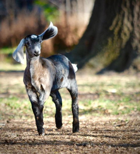 Alexandra Farmstay - Accommodation Brisbane 5