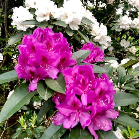 Aldgate Creek Cottage Bed & Breakfast - Accommodation Brisbane 5