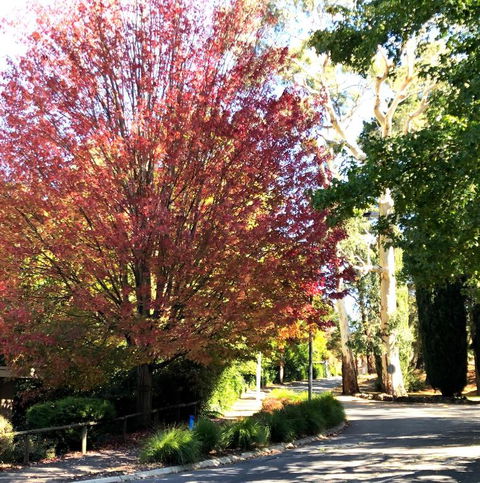 Aldgate Creek Cottage Bed & Breakfast - Accommodation Brisbane 2