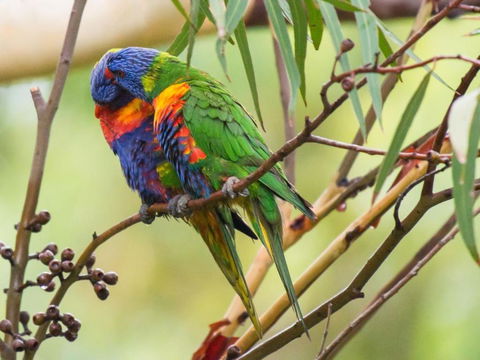 Waterfront Jervis Bay Escape Cooinda - Accommodation Brisbane 1