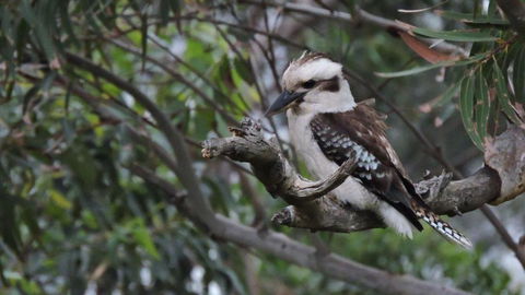 Waterfront Jervis Bay Escape Cooinda - Accommodation Brisbane 4