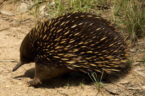 Brigadoon Cottages - Accommodation Brisbane 7