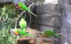 Kianinny Bush Cottages - thumb 1