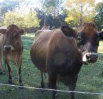 Drumreagh Bed  Breakfast Cabins - Accommodation Brisbane