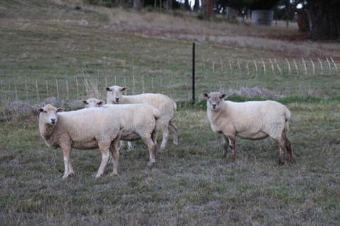 Wattle Grove Homestead Bed & Breakfast - Accommodation Brisbane 3