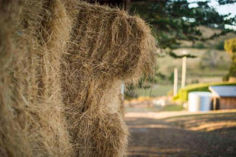 Wattle Grove Homestead Bed & Breakfast - Accommodation Brisbane 6