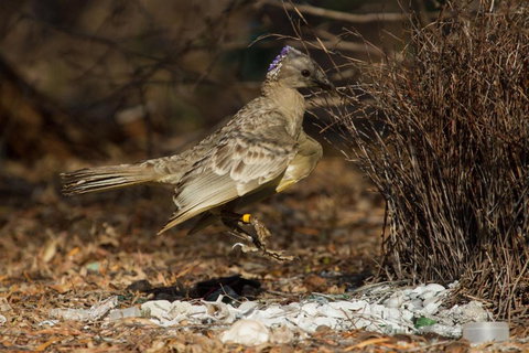 Broome Bird Observatory - Accommodation Brisbane 7