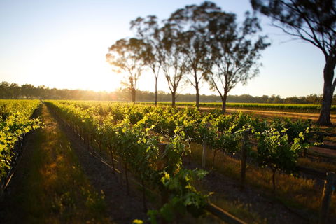 Balgownie Estate Winery Retreat & Restaurant - Accommodation Brisbane 6