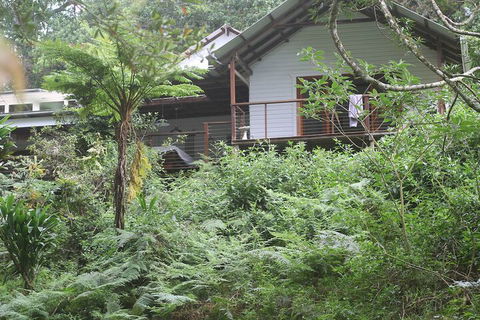 Peaceful Rainforest Wildlife Retreat - Accommodation Brisbane 5