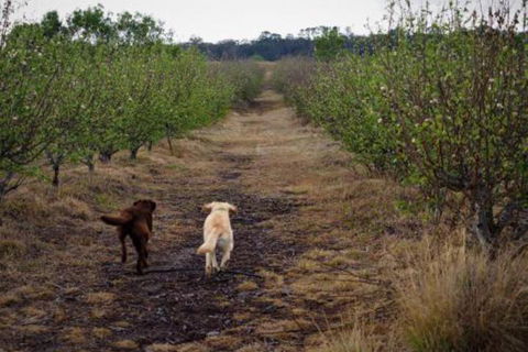 Straw House Farm B & B - Accommodation Brisbane 2