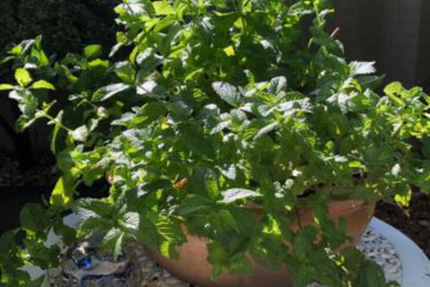 Back Creek In Flora Hill - Accommodation Brisbane 2