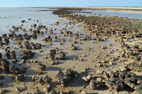 Hamelin Pool Caravan Park - Accommodation Brisbane 3