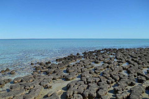 Hamelin Pool Caravan Park - Accommodation Brisbane 4