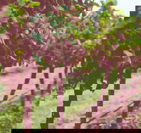 Hermitage Hideaway Homestead  Cottage - Accommodation Brisbane