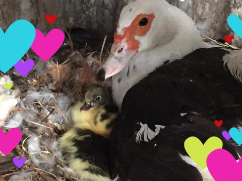 Bush Retreat Farm House - Accommodation Brisbane 4