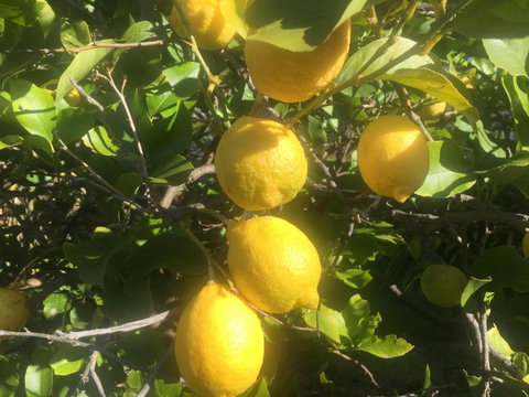 Bush Retreat Farm House - Accommodation Brisbane 6