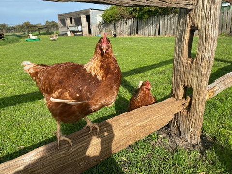 Bush Retreat Farm House - Accommodation Brisbane 1