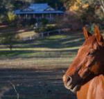 Historic Oak Hill House Estate Truffle Gourmet Festival Region - Accommodation Brisbane
