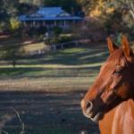 Historic Oak Hill House Estate Truffle Gourmet Festival Region - Accommodation Brisbane 0