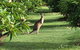 The Frangipani Farm - thumb 3