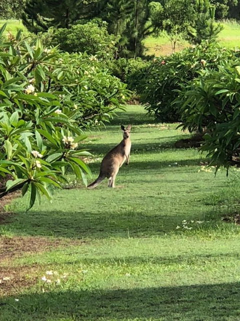 The Frangipani Farm - Accommodation Brisbane 3