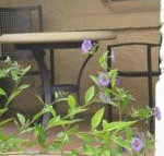 Amalie Cottage Waikerie Unit 1 - Accommodation Brisbane