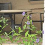 Amalie Cottage Waikerie Unit 1 - Accommodation Brisbane 0