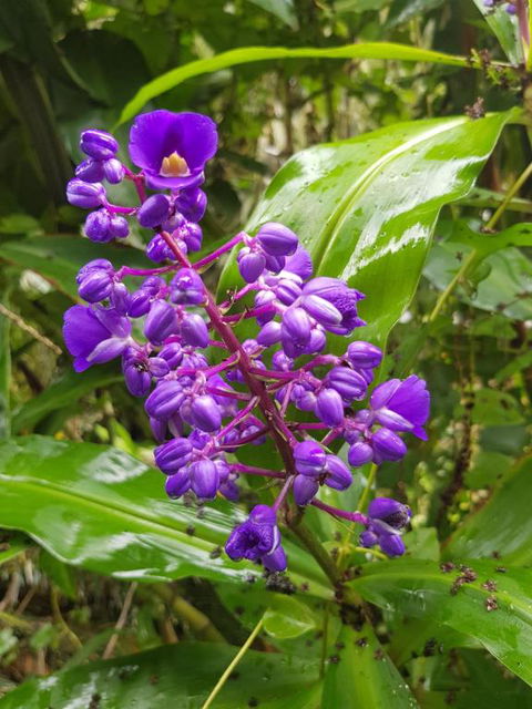 Valleydale Cottage - Accommodation Brisbane 4